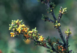 Image of saltwater bush