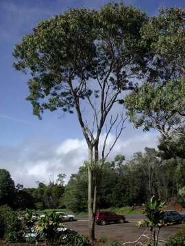 Image of Saligna Eucalyptus