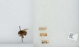 Image de Bombus sitkensis Nylander 1848