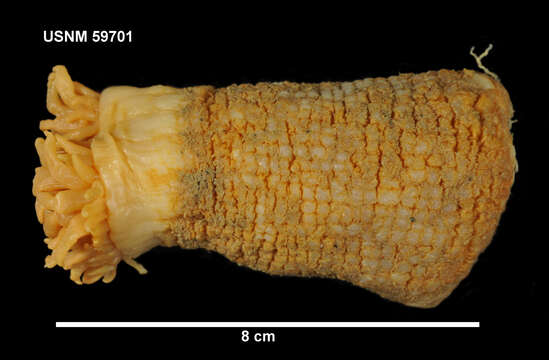 Image of Hormathia lacunifera (Stephenson 1918)