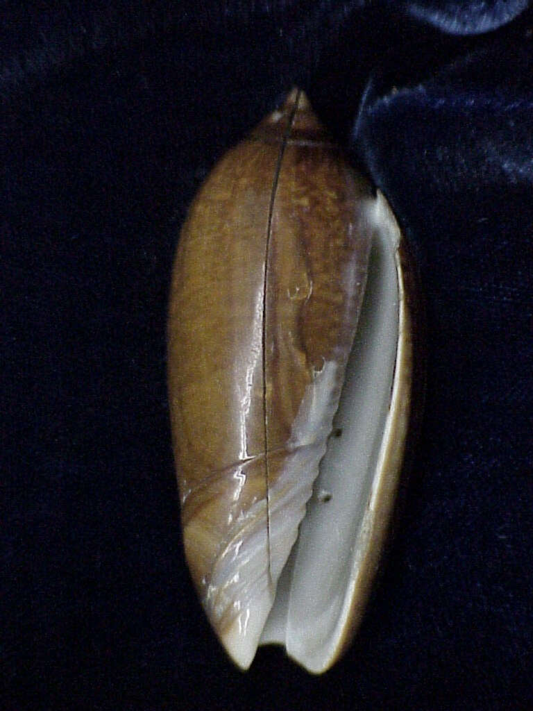 Image of Olividae
