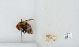 Слика од Bombus affinis Cresson 1864