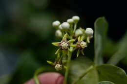 Image of Cynanchum montevidense Spreng.