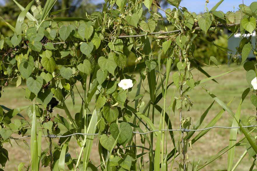 Image of Obscure Morning Glory