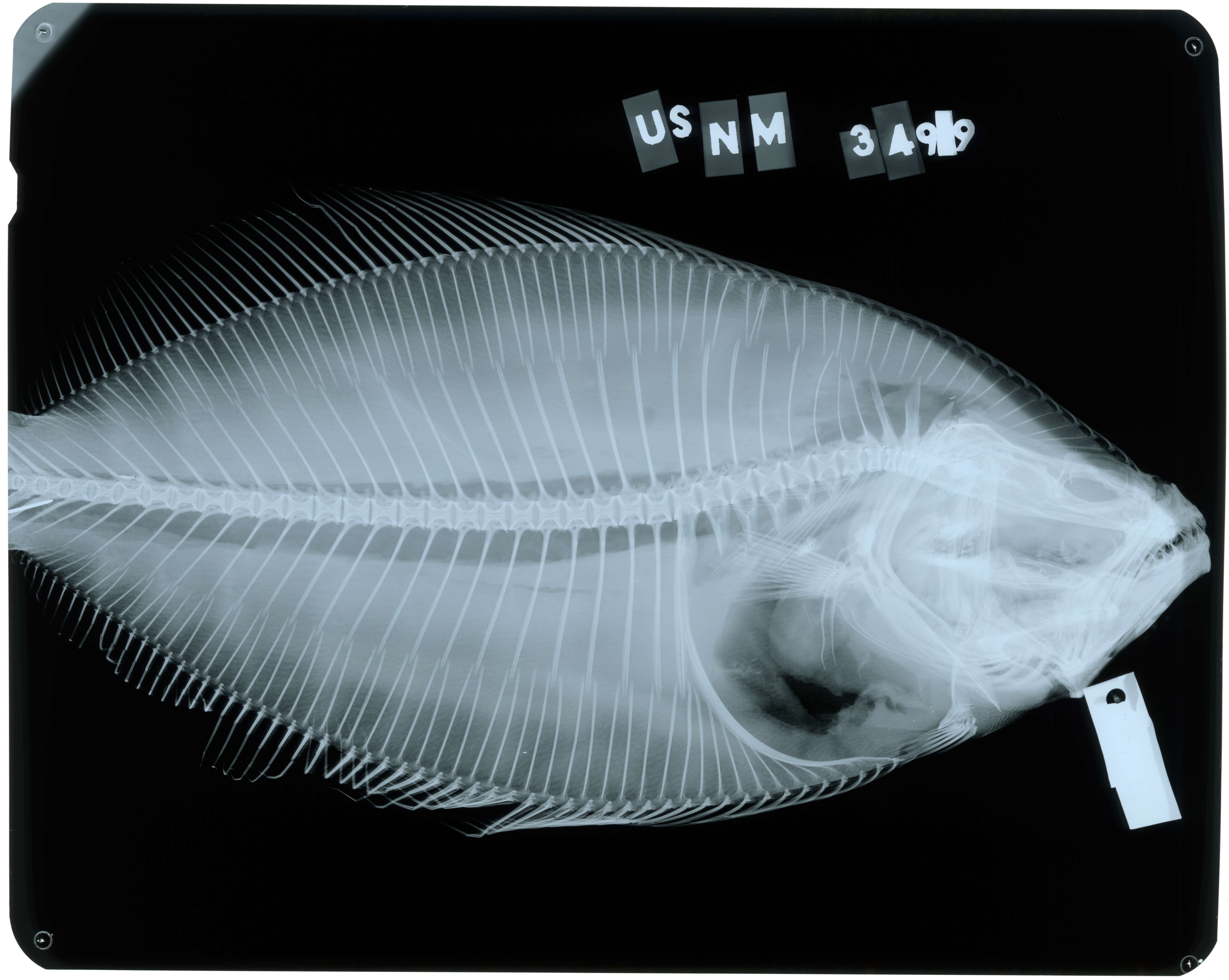 Plancia ëd Paralichthys tropicus Ginsburg 1933