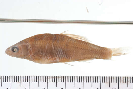 Image of Steelcolor Shiner