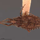 Image of Zatingis extraria Drake 1928