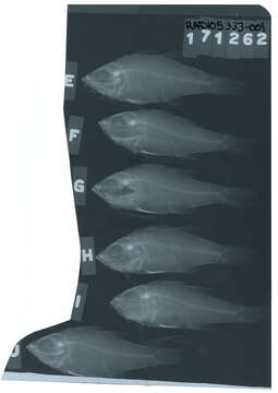 صورة Ostorhinchus jenkinsi (Evermann & Seale 1907)