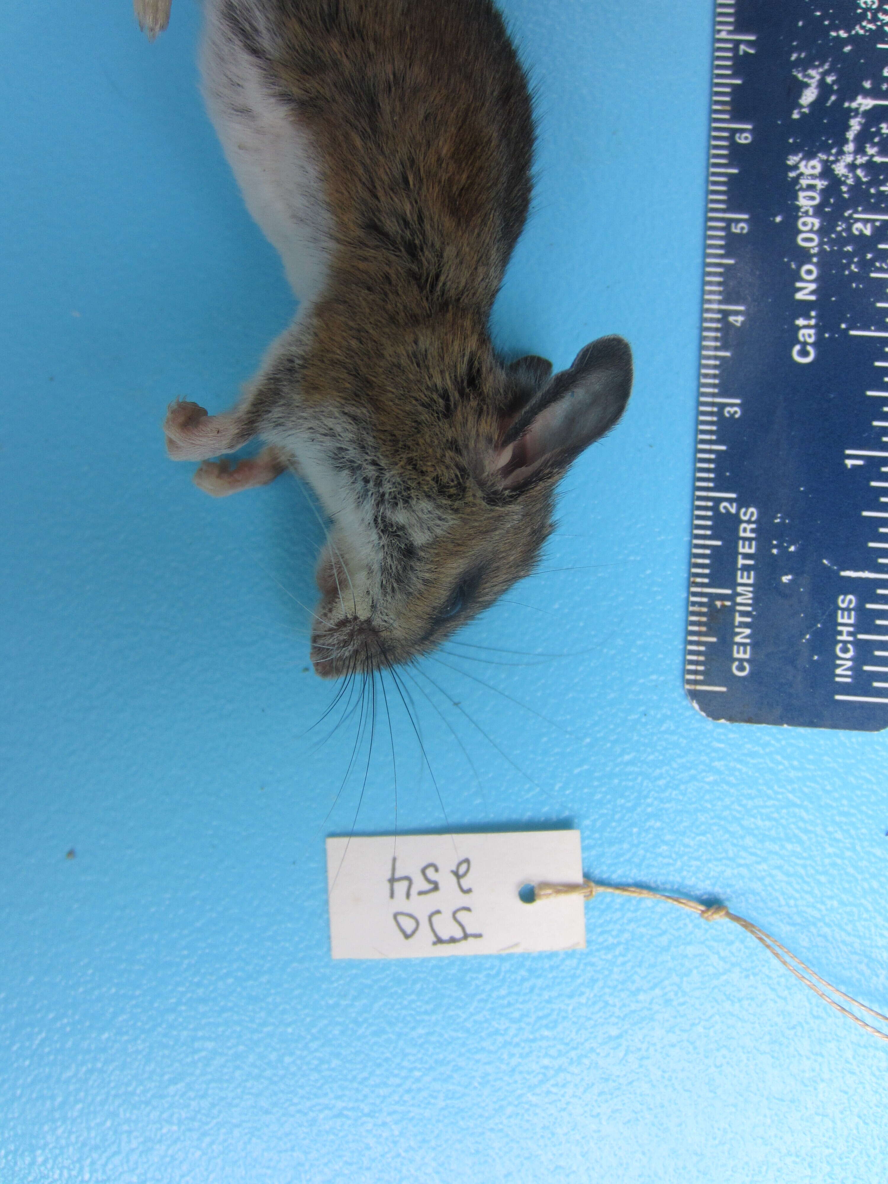 Image of White-footed Deermouse