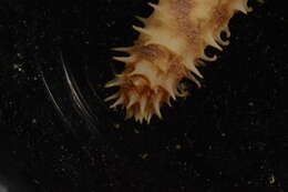 Image of Holothuria subgen. Holothuria Linnaeus 1767