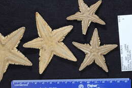 Image of Astropecten regalis Gray 1840