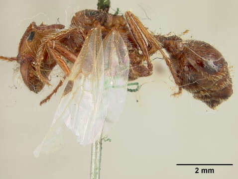 Image of Florida Harvester Ant