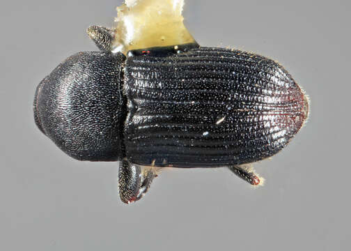 Image of Eupagiocerus clarus Wood 1965