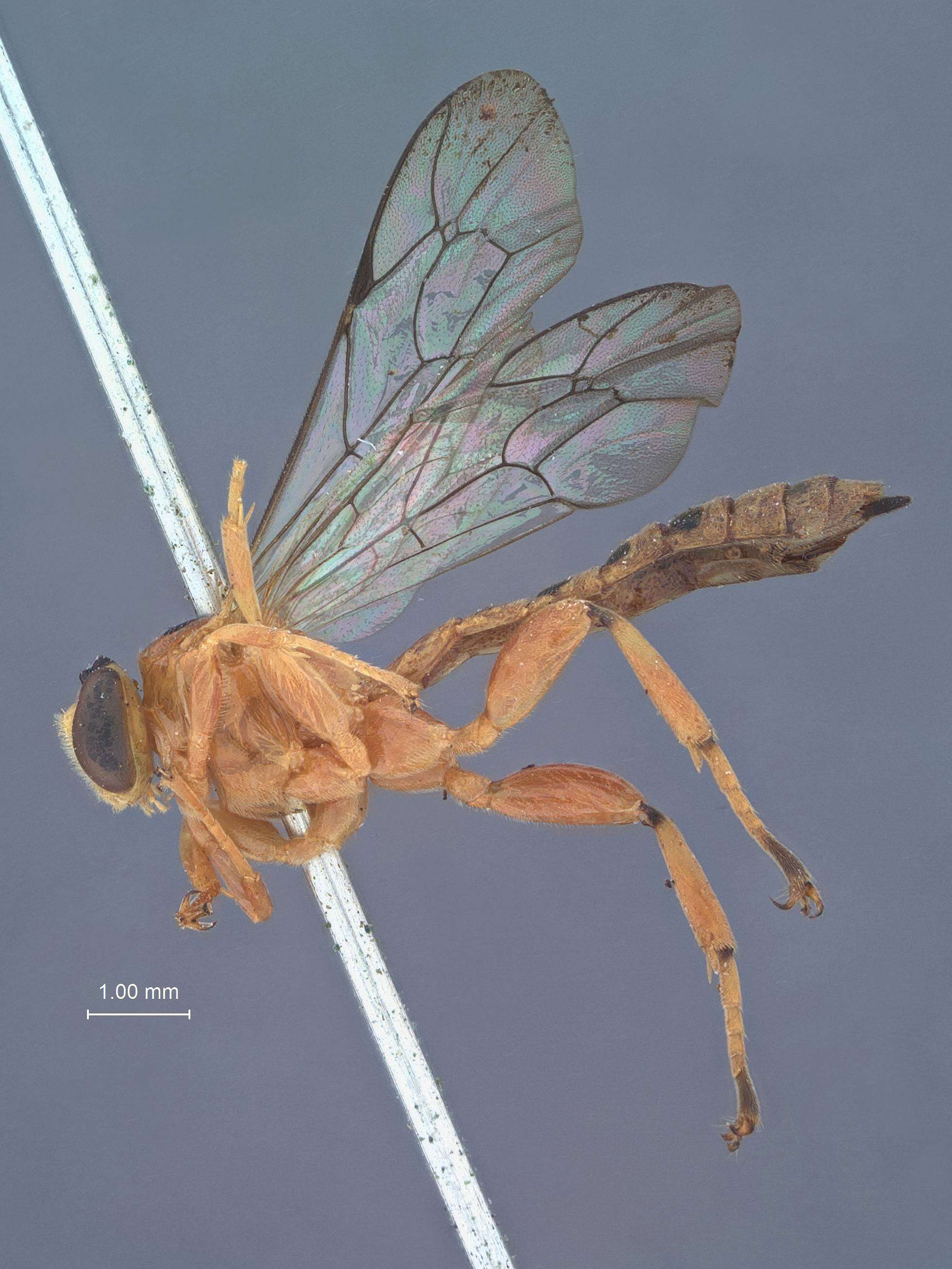 Image of Xanthopimpla trigonophatna Krieger 1915