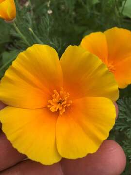 Image of California poppy