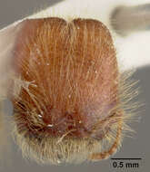 Image of Pheidole tisiphone Wheeler 1911