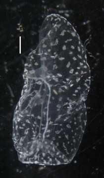 Image of Apolemia rubriversa Siebert, Pugh, Haddock & Dunn 2013