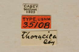 Imagem de Typocerus thoracicus Casey 1913