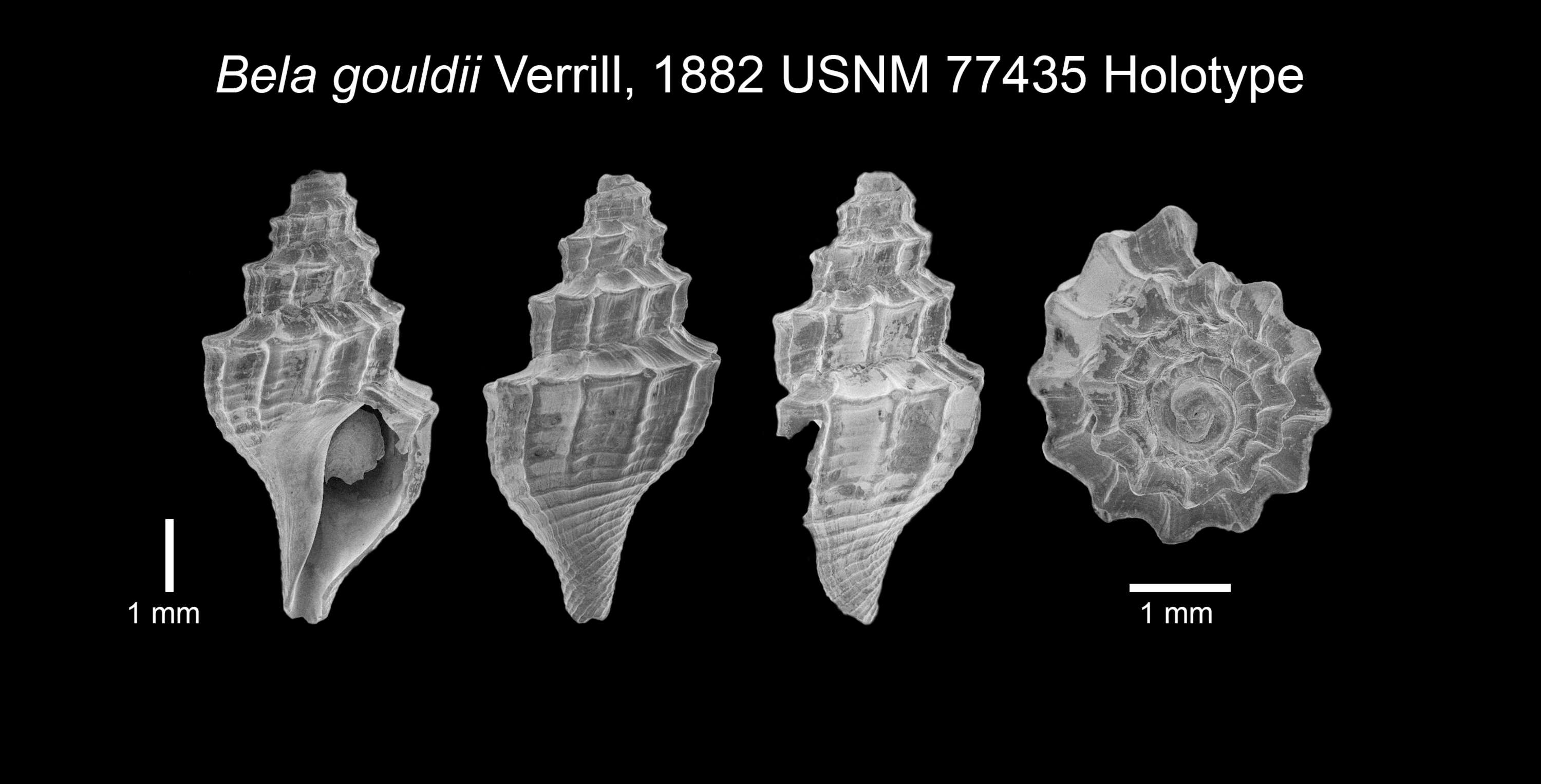 Image de Propebela rugulata (Reeve 1846)