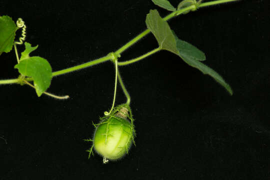 Image de Passiflora foetida var. gossypiifolia (Desv. ex Ham.) Masters