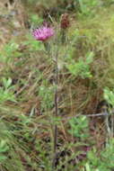 Image of yellow thistle