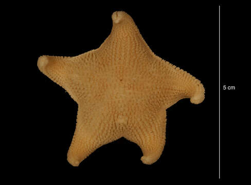 Image of Sea star