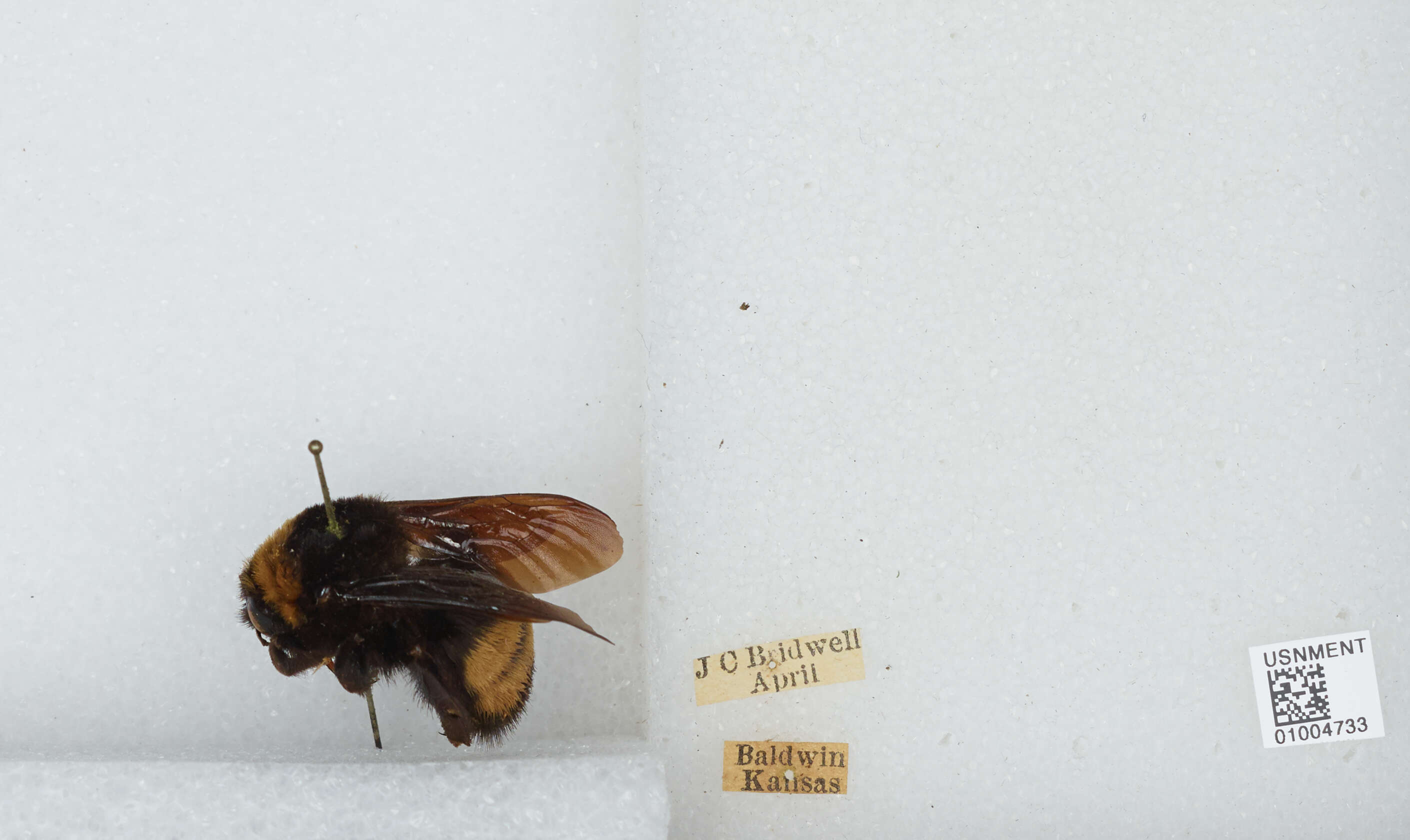 Bombus auricomus (Robertson 1903) resmi