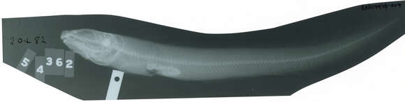 Image of Shortfin eelpout