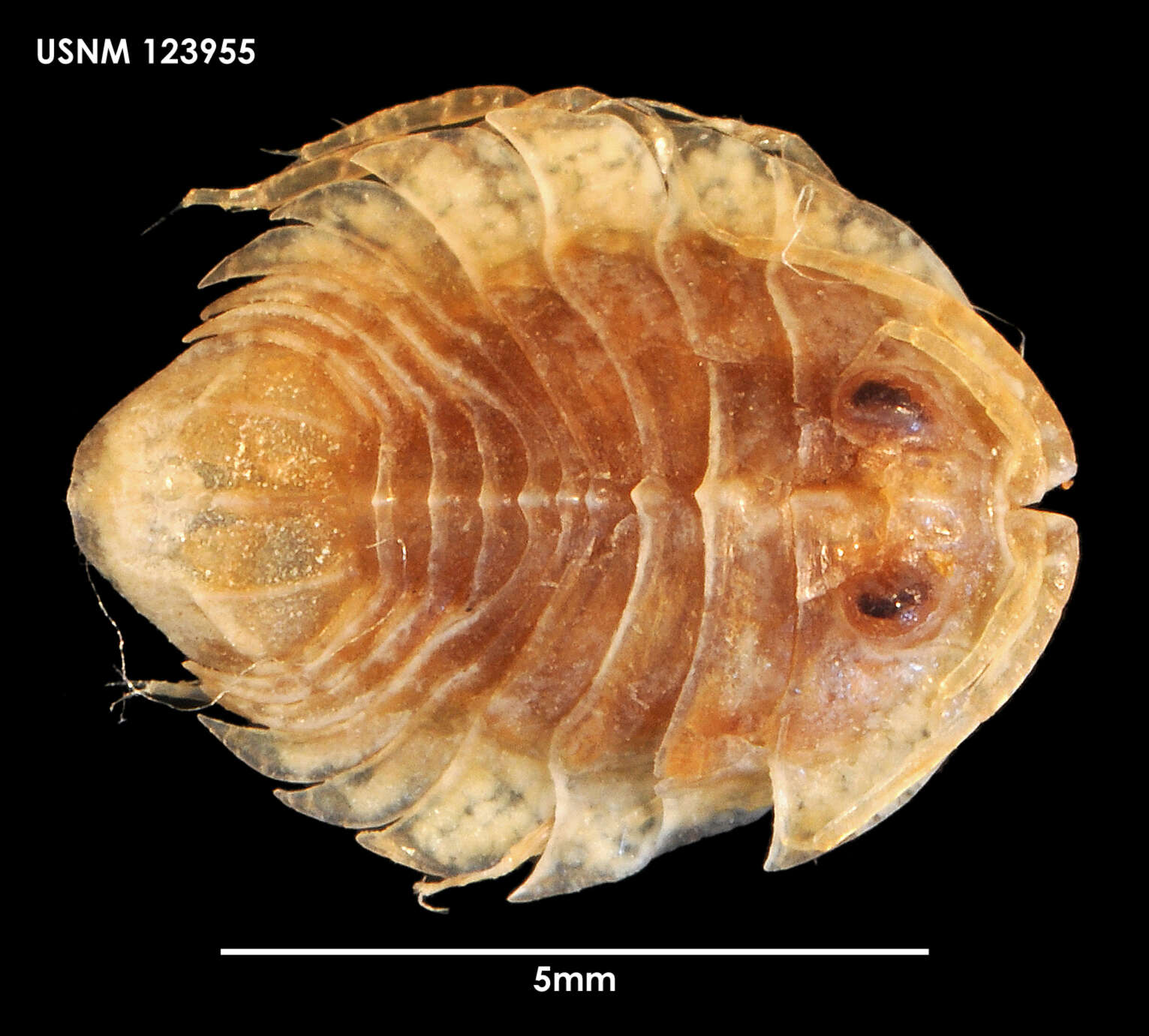 Image of Neoserolis exigua (Nordenstam 1933)