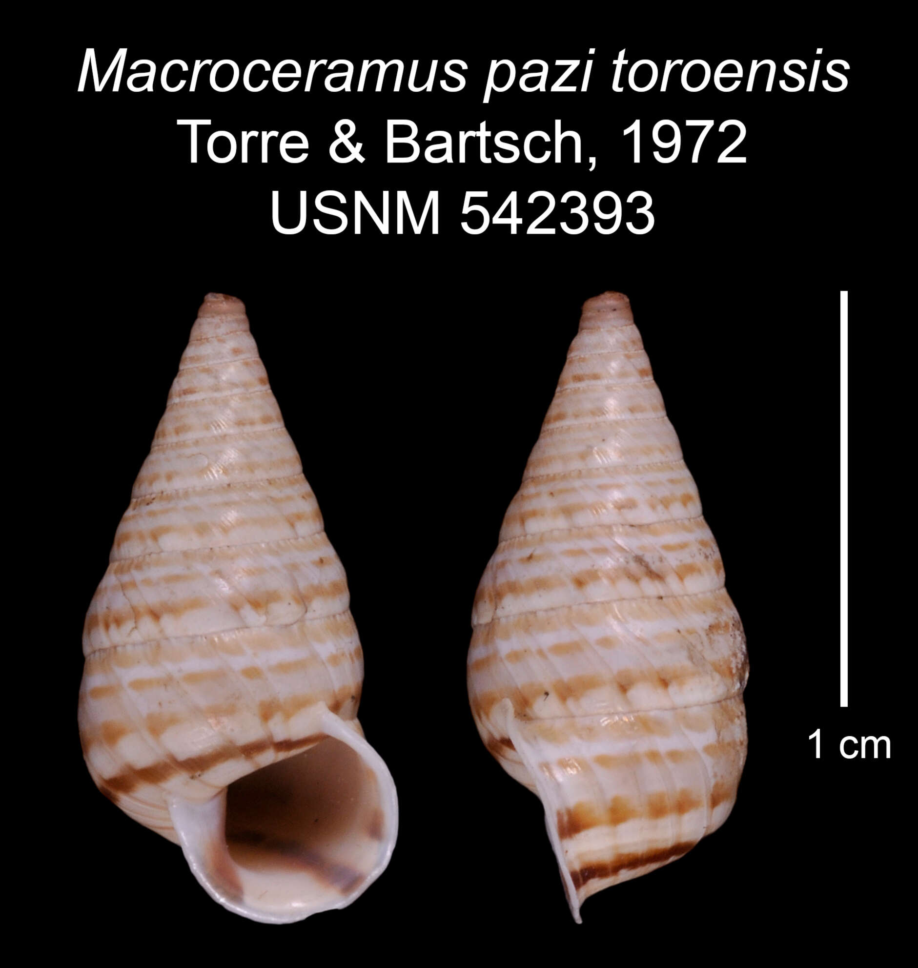 Imagem de Macroceramus pazi toroensis C. Torre & Bartsch 2008