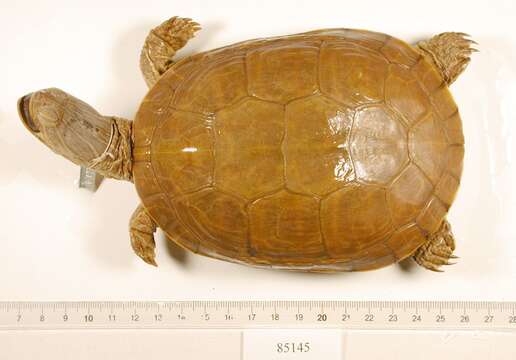 Image of Deirochelys reticularia miaria Schwartz 1956