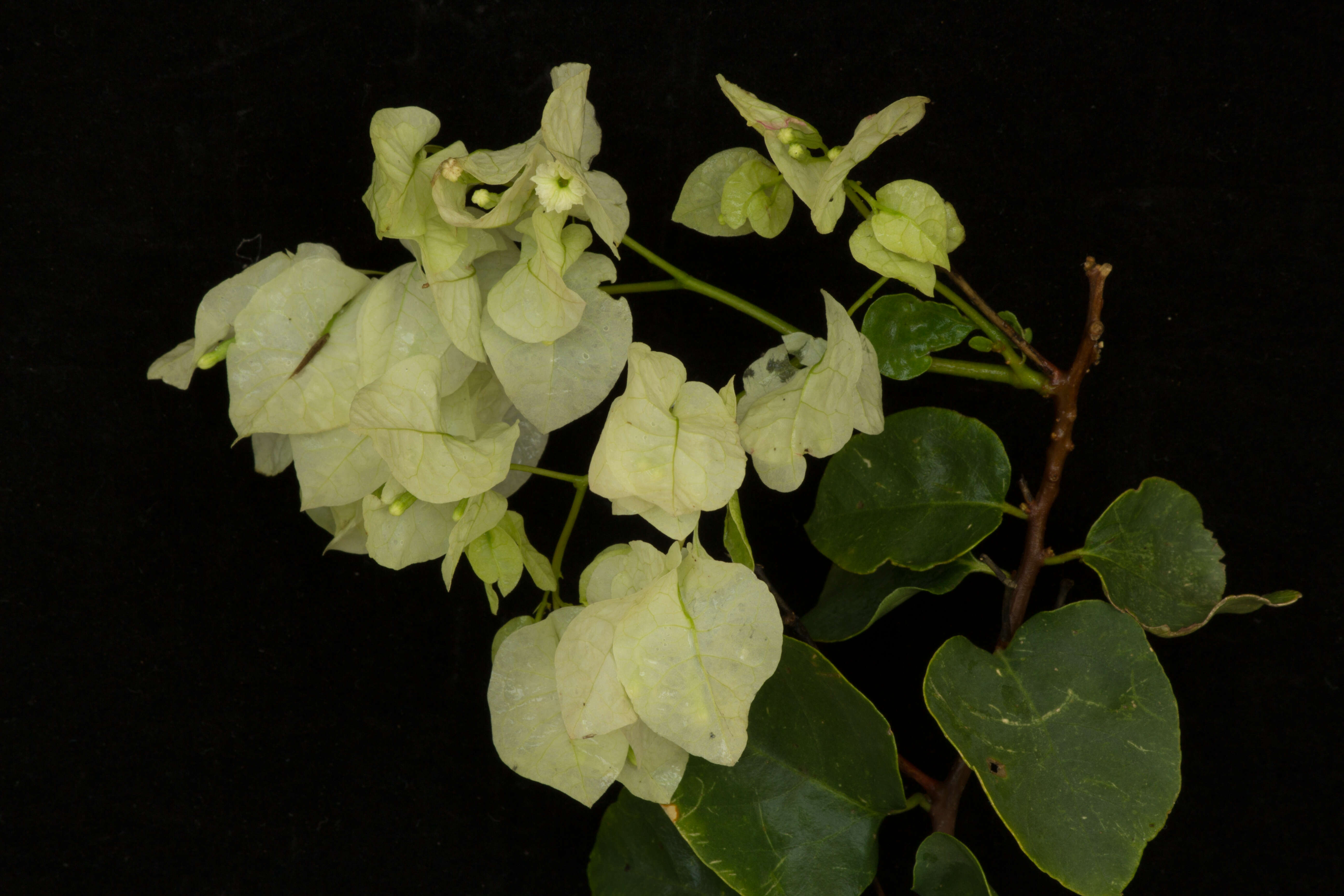 Image of great bougainvillea