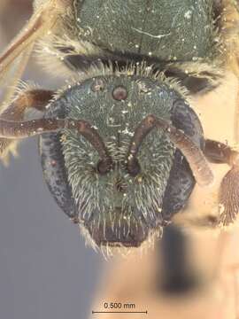 Image of Halictus