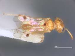 Image of Microstigmus thripoctenus Richards ex Matthews 1970