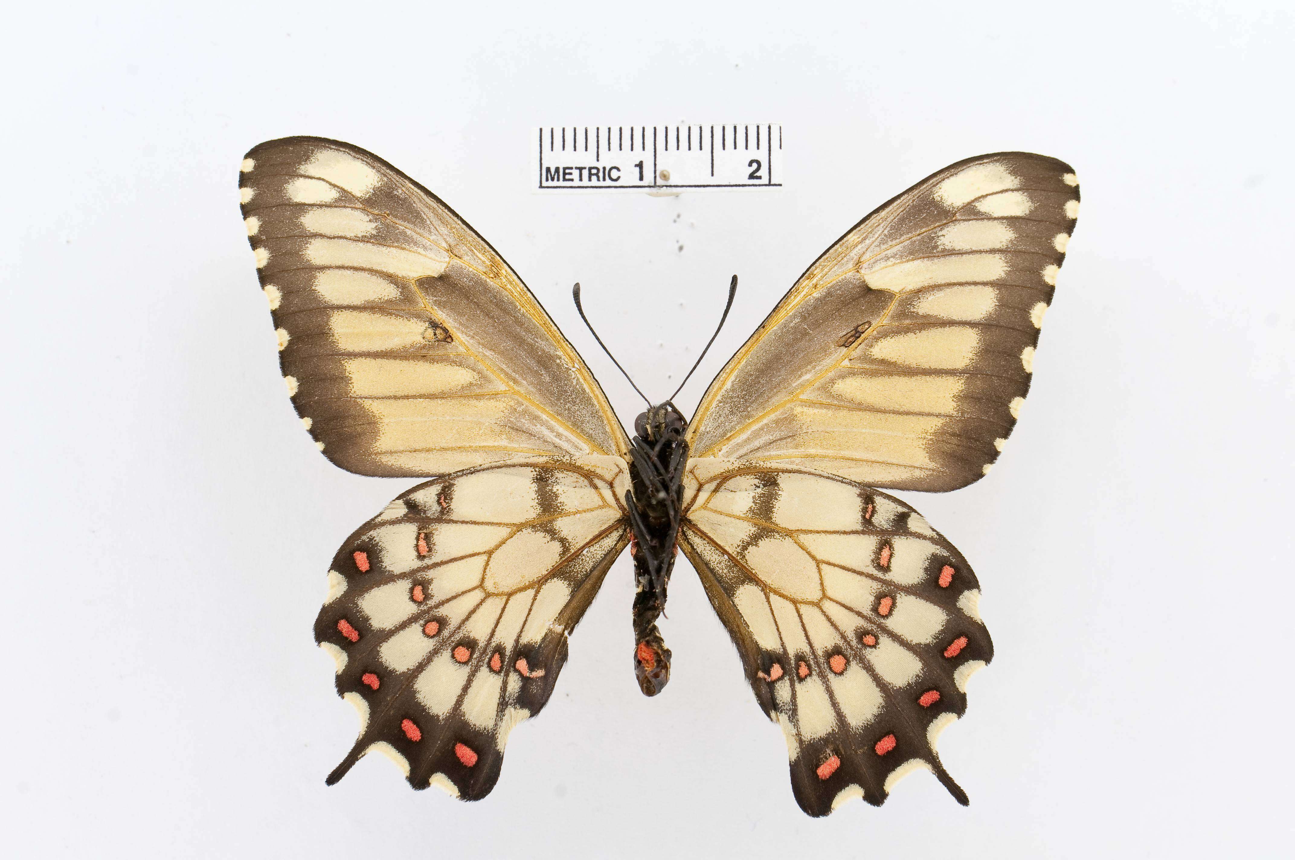 Image of Euryades duponchelii (Lucas 1836)