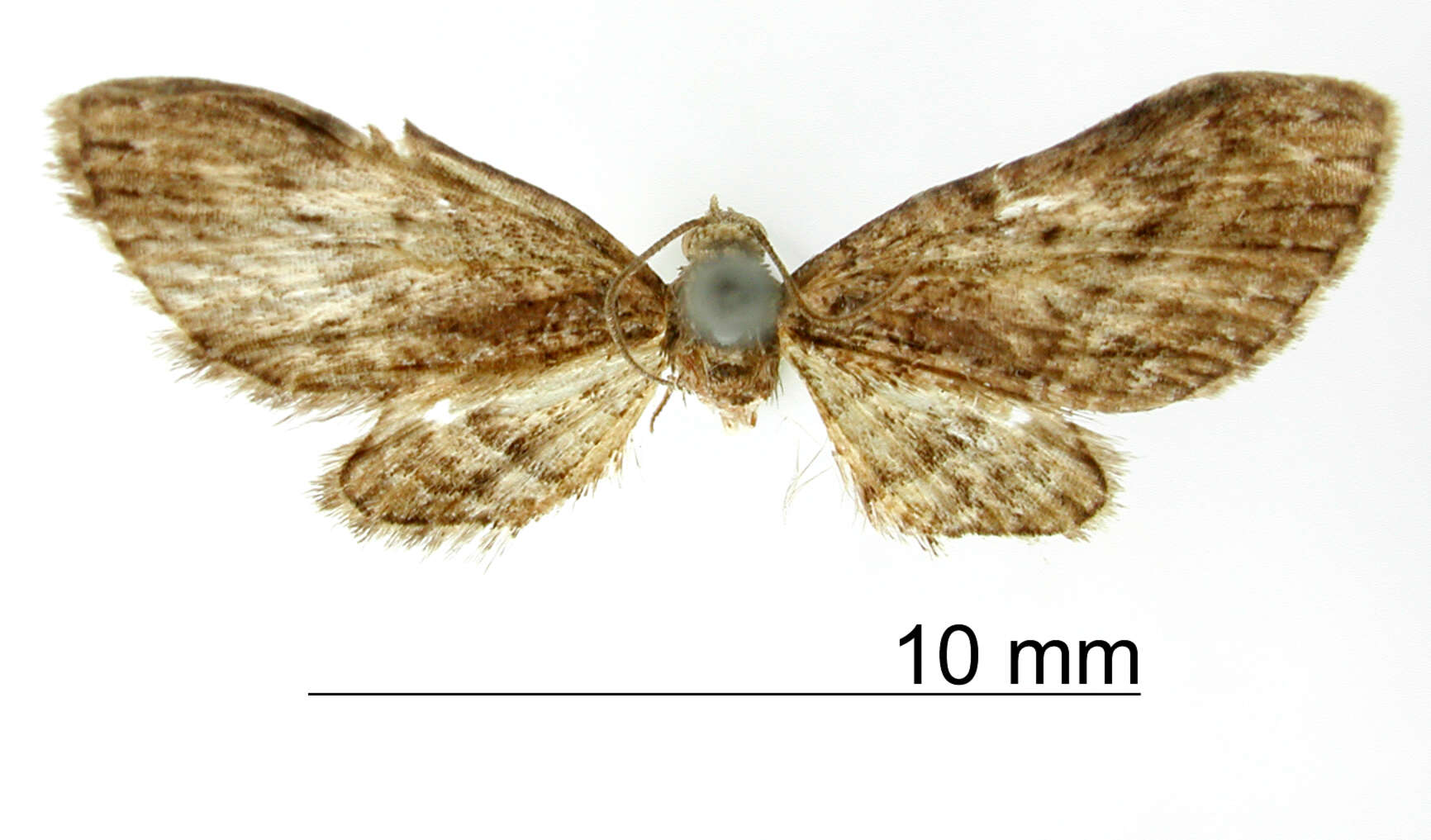 Image of Eupithecia caliginosa Schaus 1907