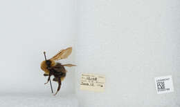 Image de Bombus insularis (Smith 1861)