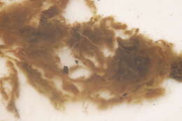 Image of Phaeophyceae