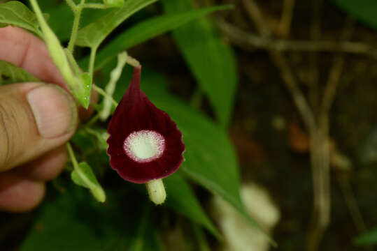 Image of Aristolochia L.