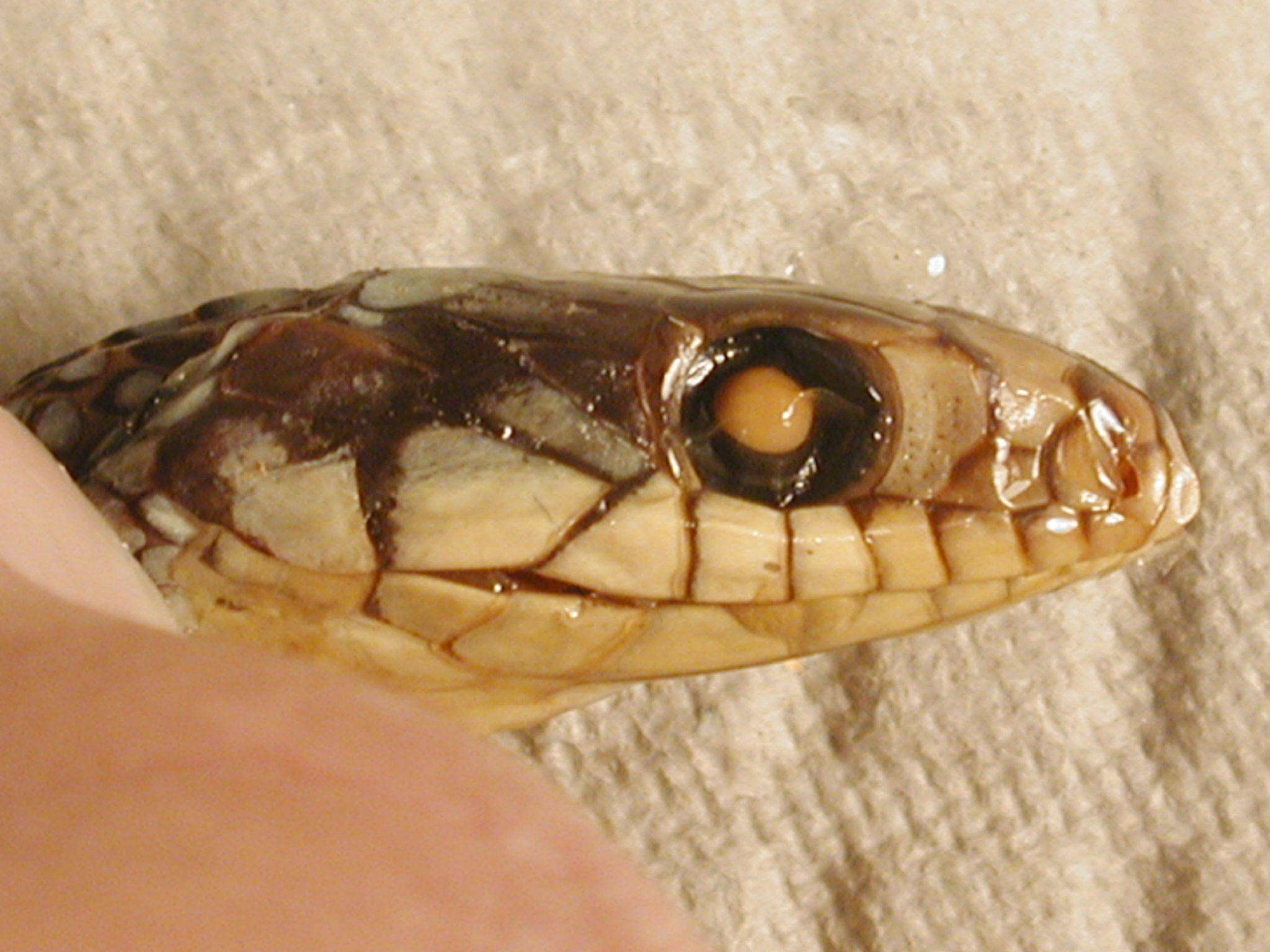 Image of Drymobius margaritiferus fistulosus H. M. Smith 1942