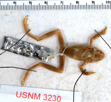 Image of California Chorus Frog