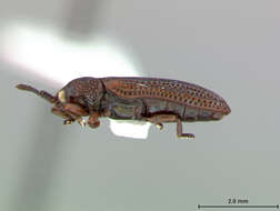 Image of Microrhopala Chevrolat 1836