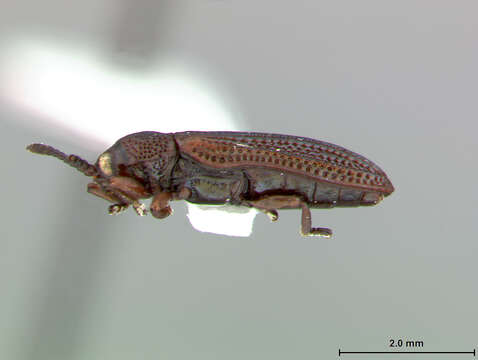 Image of Microrhopala Chevrolat 1836