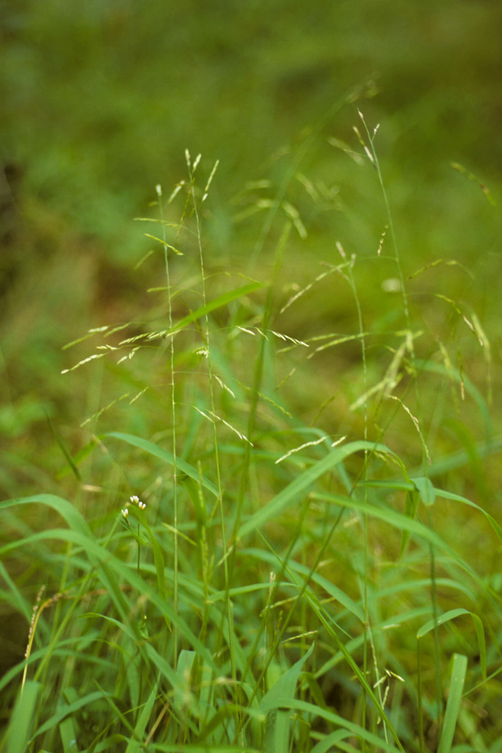 Image of Cut-grass