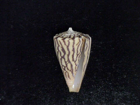 Image de Conus princeps Linnaeus 1758