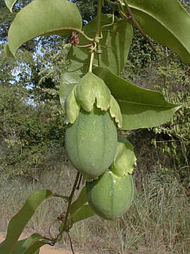 Sivun Passiflora laurifolia L. kuva