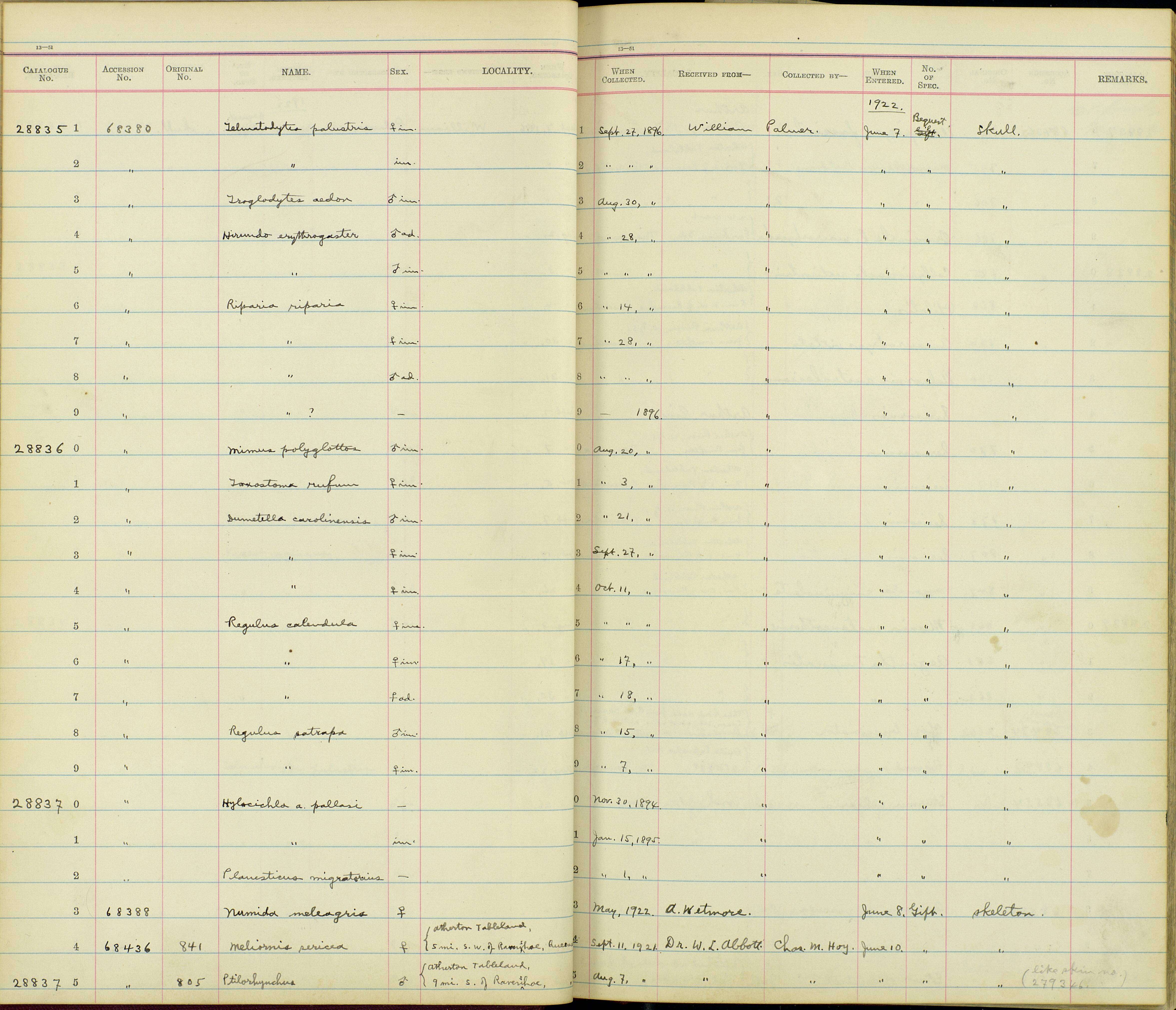 Image of Riparia Forster & T 1817