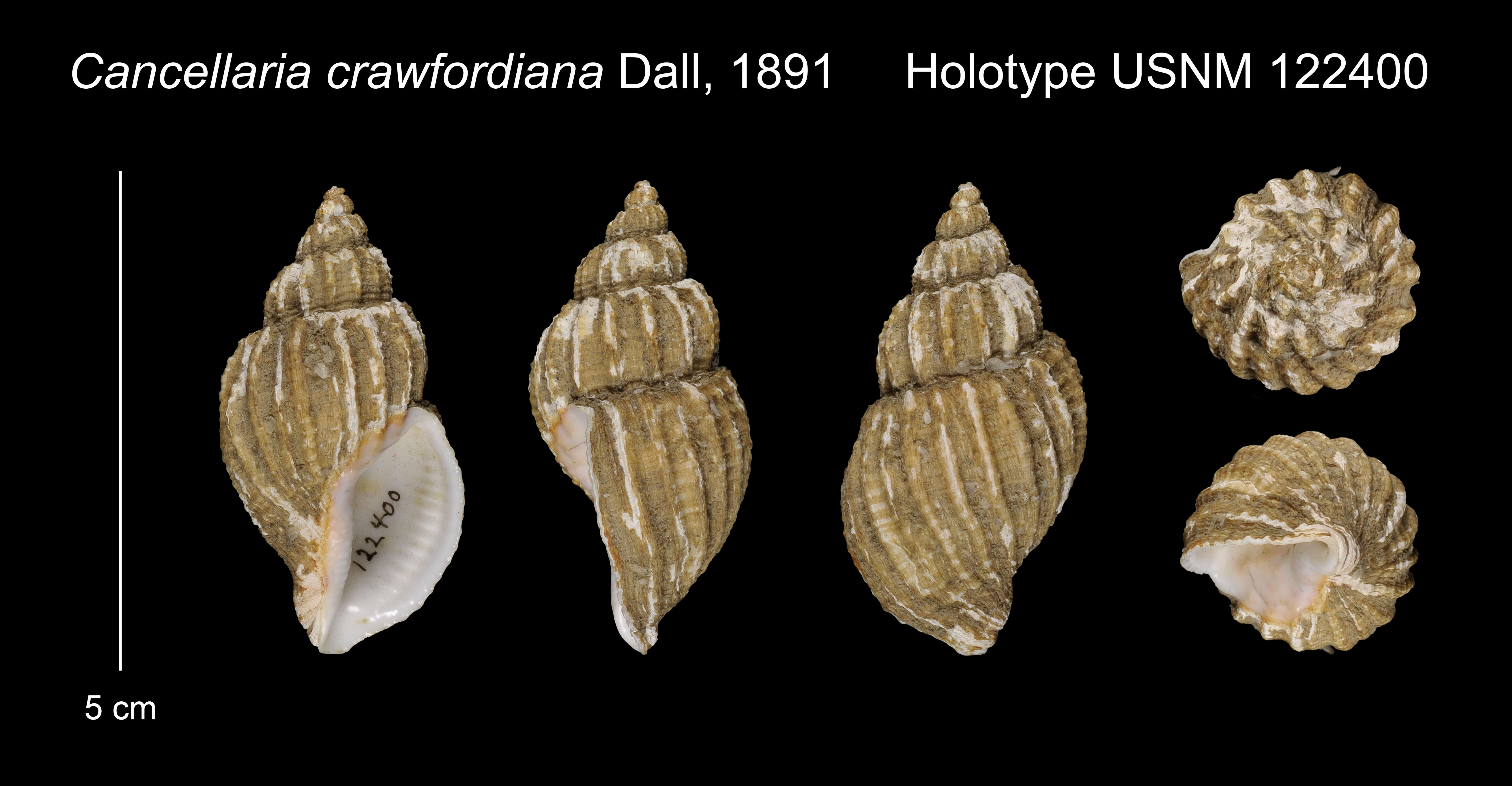 Image of Cancellaria crawfordiana Dall 1891