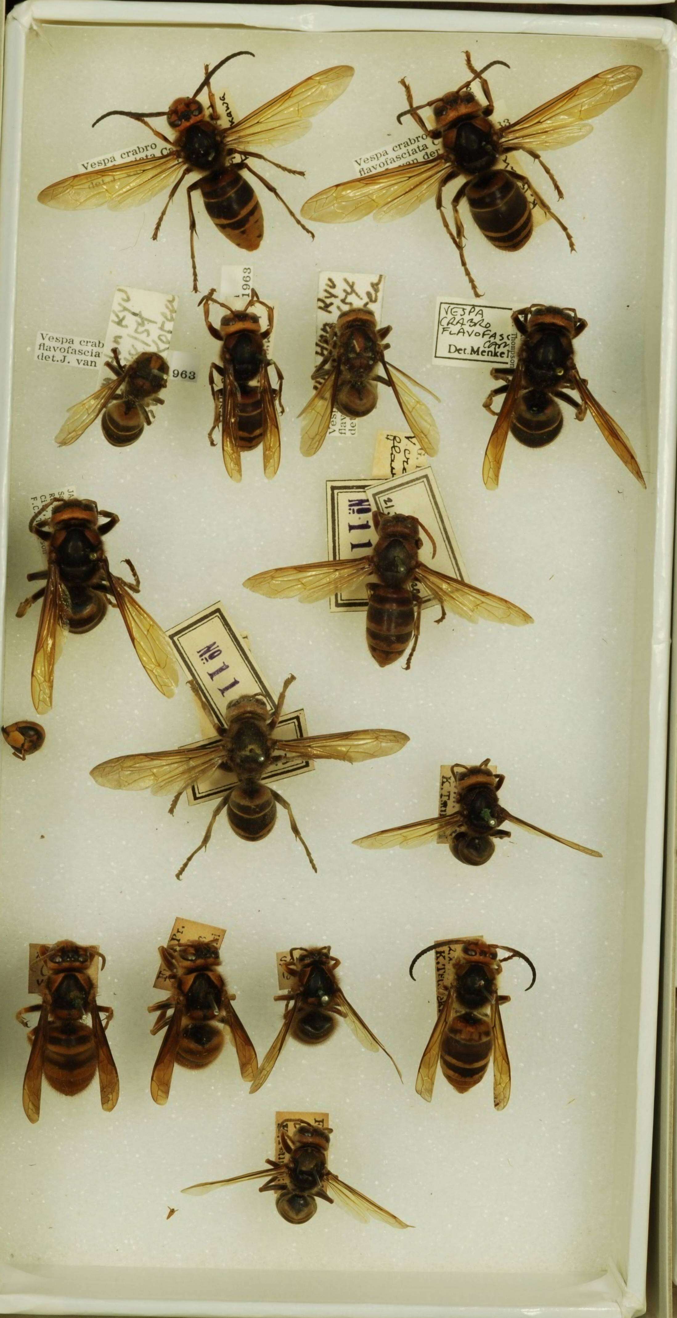 Image of <i>Vespa crabro flavofasciata</i>