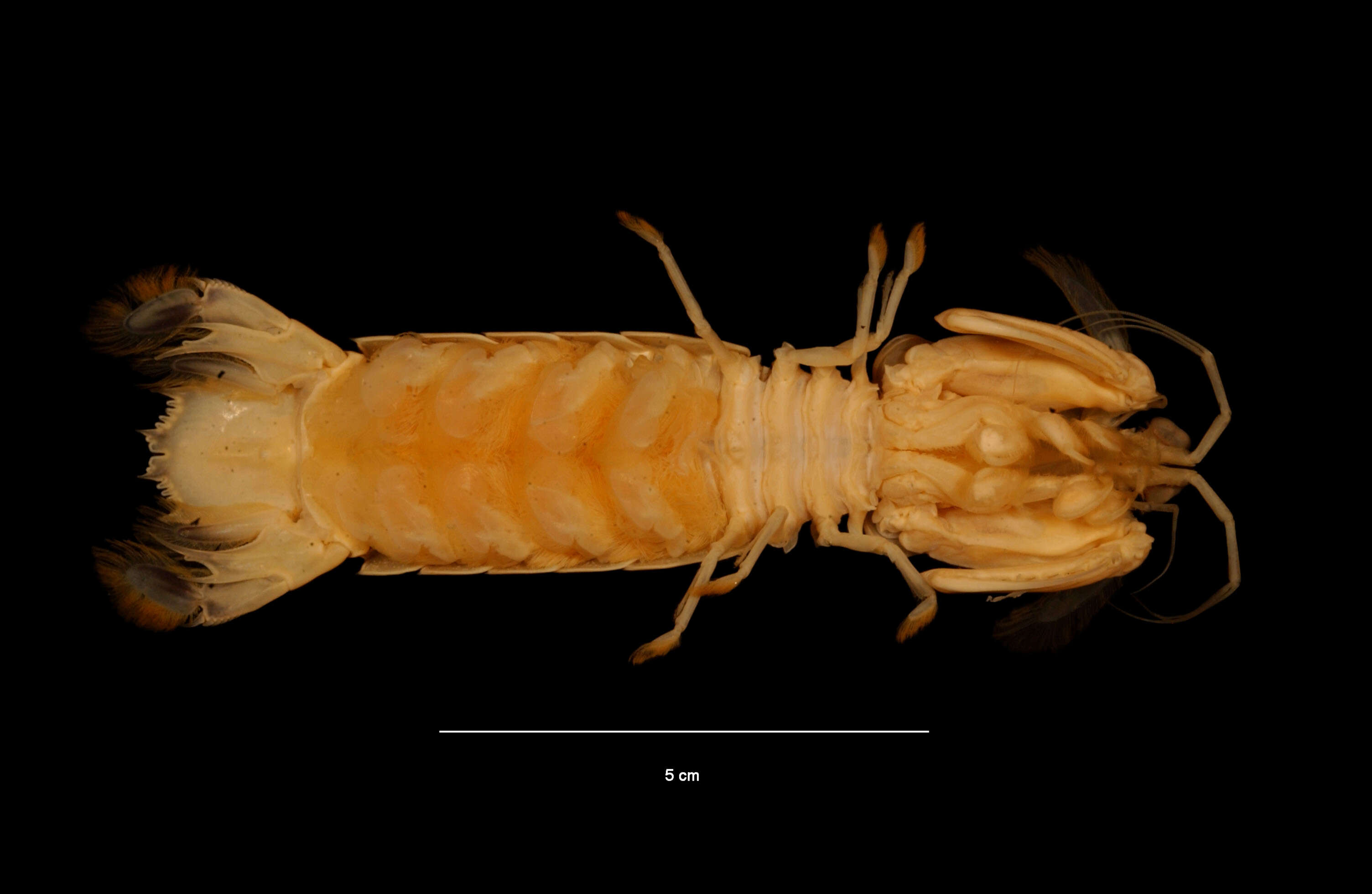 Image of <i>Gibbesia neglecta</i>